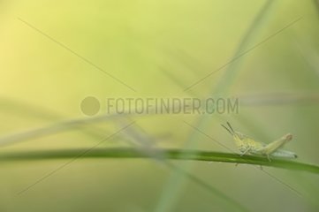 Immature Jersey Grasshopper on a grass in Lorraine France
