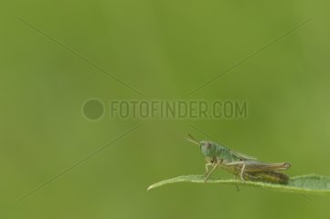 Meadow Grasshopper on a leaf in Lorraine France