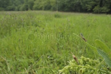 Meadow Grasshopper careful around in a meadow France
