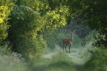 Red deer with wood velous in the Belgian Ardennes
