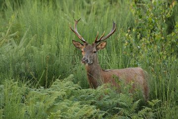 Young Red deer in the Belgian Ardennes