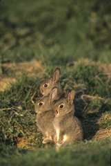 Young European Rabbits at exit terrier Picardie France