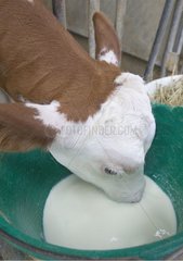 Verteilung von Milch an ein Montbéliard -Kalb