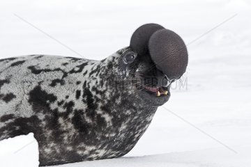 Hooded Seal male Madeleine Islands Canada
