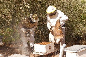 Kontrolle des Bienenstöberprojekts WWF Libanon
