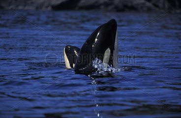 Mother and calf Orca spyhopping Washington USA