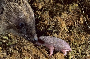 Hedgehog female and her newborn France