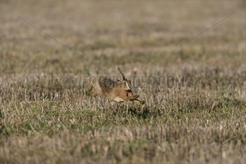 Brown hare running in a field