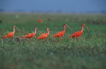 Groupe d'Ibis rouge marchant en file indienne Llanos
