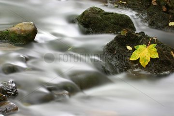 Dead leaf on a rock in a river Switzerland