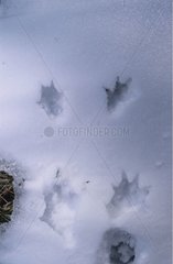 Prints of European Polecat in snow