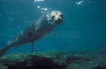Galapagos Sea Lion breathing out under water Galapagos