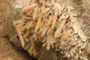 Emergence of larvae of Praying Mantis France