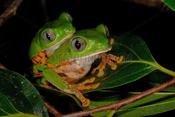Tiger Striped Leaf Frogs mating French Guiana