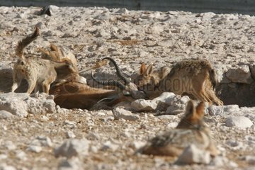 Chacals attaquant un Springbok mâle PN Etosha Namibie