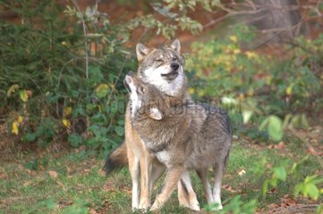 Social contact between two Gray wolves