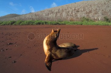 Galapagos Sea Lion warming itself at sun and shouting