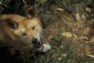 Portrait de dingo grognant SA Australie