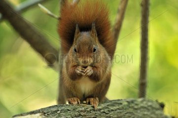 Rote Eichhörnchen  das im Herbst Ile-de-France Frankreich in Zweig isst