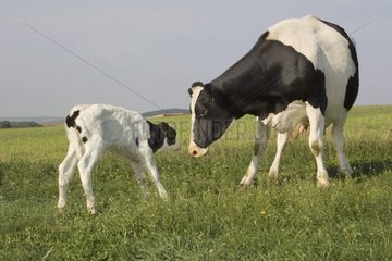 Prim'Holstein et son veau nouveau-né au pré