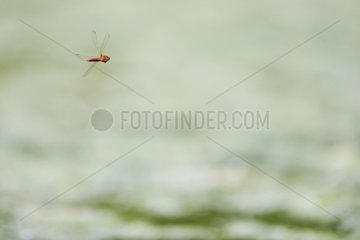 Scarlet Dragonfly in flight near a pond in spring France