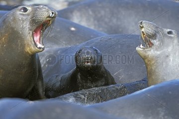 Eléphant de mer nouveau né et bagarre de femelles Mexique
