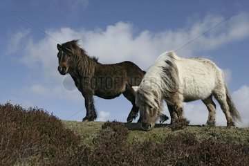 Eriskay ponies grazing Hebrides Scotland
