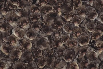 Schreibers' Long-fingered bats gathering Doubs valley