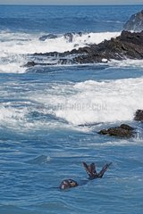 Eléphant de mer du nord mâle flottant devant sa plage