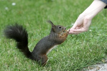 Ecureuil Roux Mangeant dans la main d'un humain