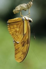 Julia butterfly being dried after its exit of chrysalis
