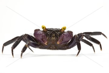 Crab vampire native from Sulawezi