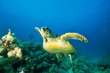 Verschachtelte Schildkröte im Roten Meer schwimmen