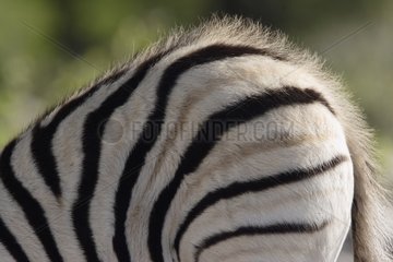 Rump of a young Burchell's Zebra Etosha NP Namibia