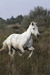 Camarguais horse running in a swamp of Camargue France