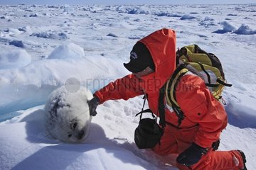 Mann und Whitecoat on Ice Madeleine Islands Quebec Kanada