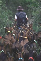 Chevrier followed by his herd of goats France