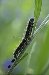 caterpillar of Painted Lady etaing a leaf Germany