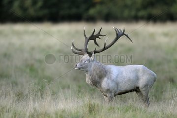White Red deer on a meadow in Autumn Denmark