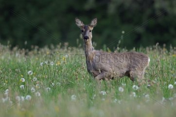 Female roedeer moulting in the grass Vosges France