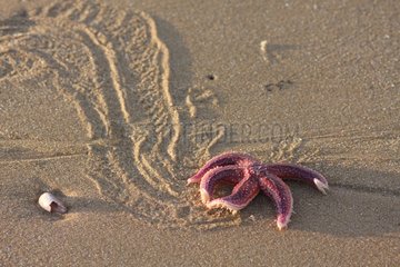 Common starfish moving on sand Oléron France