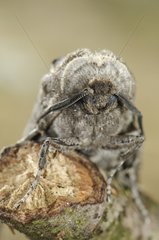 Portrait of Goat Moth on branch Spain