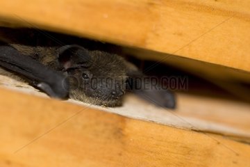 Kuhl's Pipistrelle crack in a beam of a building