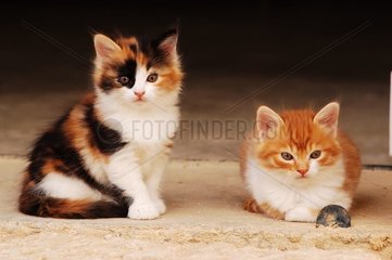 Deux chatons de gouttière