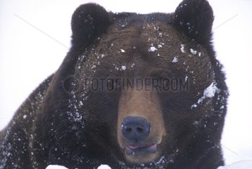 Portrait of a Brown bear under snow Europe