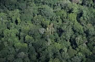 Vue aérienne de la forêt tropicale Surinam