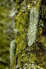 Lichen-barbe posant sur un sapin recouvert de mousse