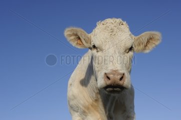 Charolaise Cow outdoor Nord Pas-de-Calais France