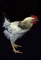 Cock in studio with a black background