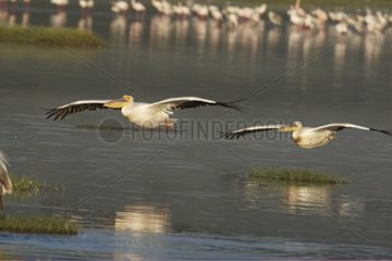 Great White Pelicans and Lesser Flamingo Lake Nakuru Kenya